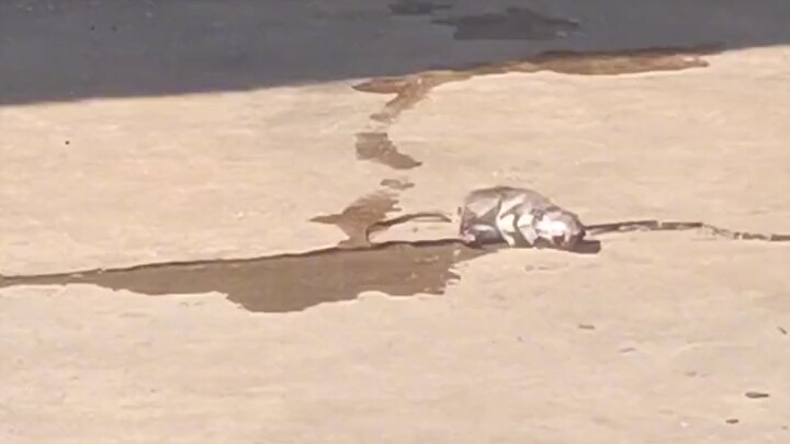 أنا يا فئران، سأجن حقًا