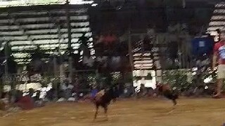 nasa kalaban na lahat puntos magaling napilay na akin manok gusto laang talaga manalo ng manok ko