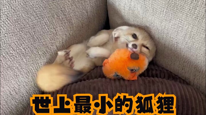 世上最小的狐狸应该很多人知道是什么品种了