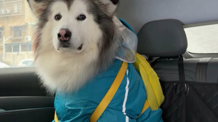 Đã có một ngày vui vẻ và đầy ý nghĩa cùng Béo Hổ