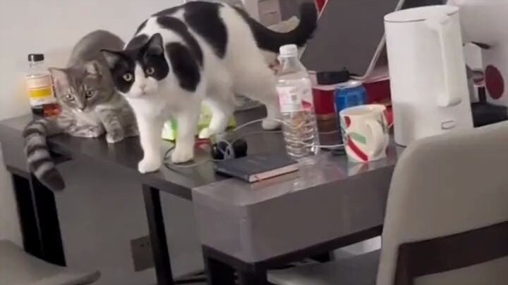 Ồ, mẹ ơi, chúng ta có thể giải thích mà 🙀