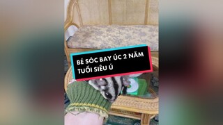 Bé sóc bay Úc siêu ú 😂 sugarglider socbayuc sócbayúc socbayucbaby socbay sócbay thucung pet pets animal animals