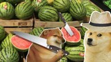 Cheems Picks The Ripe Watermelon