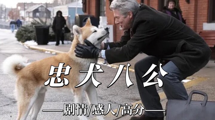 With a high rating of 9.4 on Douban, the heartwarming film “Hachi: A Dog’s Tale” has touched countle