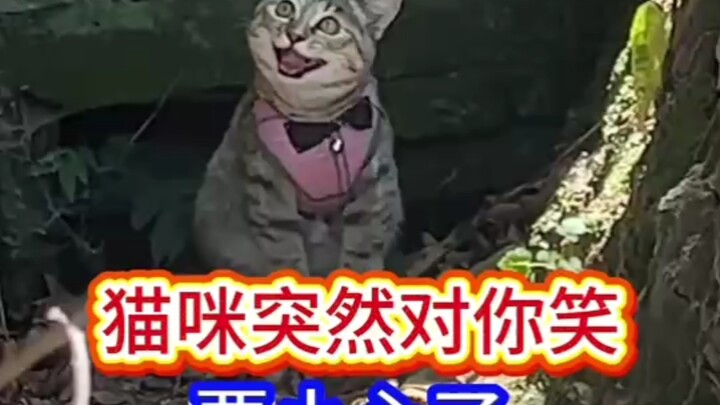 Ketika kucing tiba-tiba tersenyum padamu, berhati-hatilah!