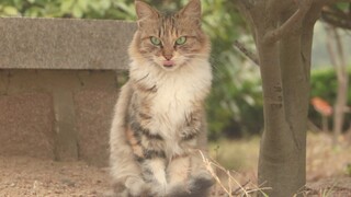 قطة جميلة