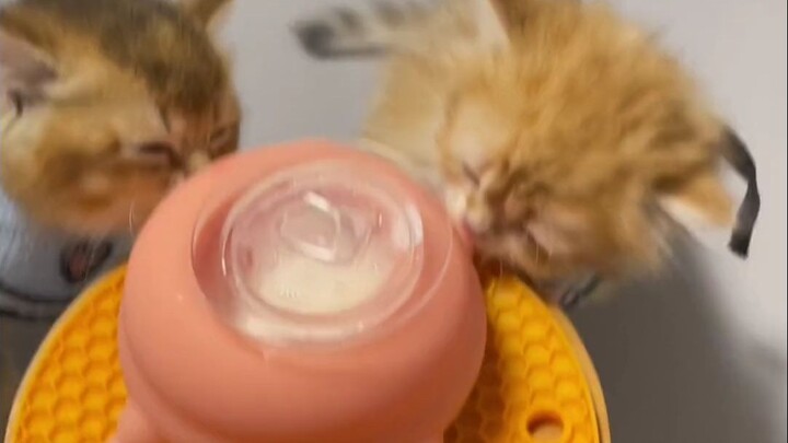 Meow: You know what? My mom is a jar.