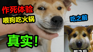 吊人作死喂狗狗吃火锅，没想到小狗吃了直接翻车，太真实了！