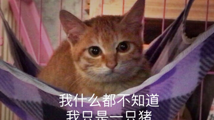 [The Journey of Little Orange the Stray: From Cat to Pig] Looks really do get you through life...