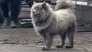 بعد أن أنهى جرو صيانة السيارات يومه المزدحم، ضحك على نفسه في النهاية.