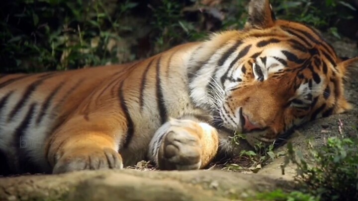 Even though I'm a tiger, I'm still a feline—so what if my sleeping pose looks just like a kitty's? [