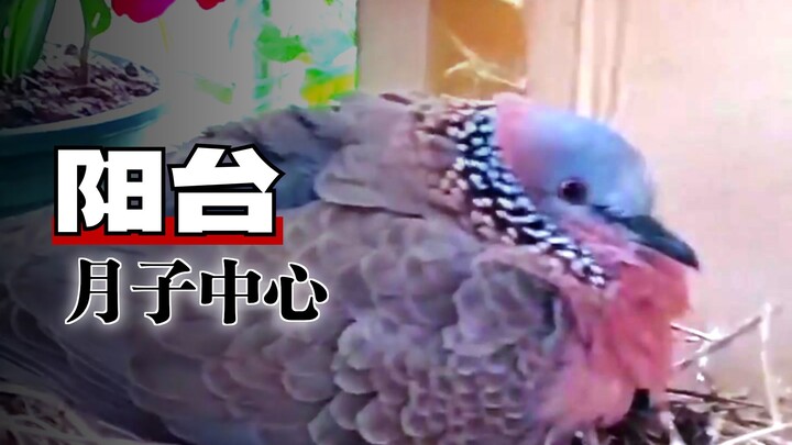 A spotted dove shelters from the rain on a woman’s windowsill; after receiving help from its host, G