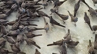 Feeding birds .. lots bof birds asking for food at the boat