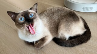 Siamese cats are so scary. Other people adore cats, but they adore people!