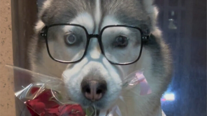 لم يدخل الباب، ولا زال الكلب يركب واحدًا.