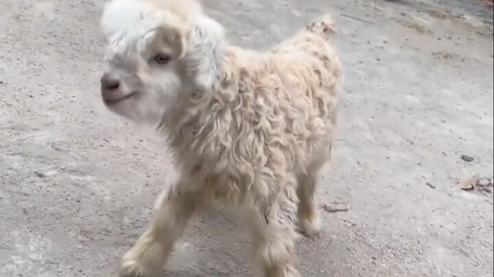 รูปแบบพฤติกรรมนี้ดูแวบเดียวก็รู้เลยว่าเป็นลูกขนที่ถูกเลี้ยงมาโดยสุนัขแน่ๆ _สุนัข _ลูกแกะ _สุนัขจิ้งจ