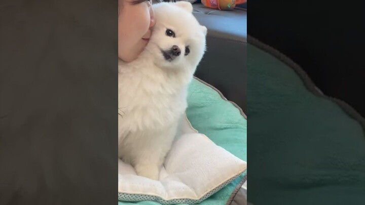 The owner suddenly launches a "kissing attack" on the dog…