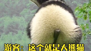 The panda fell asleep at the treetop and was mistaken by tourists for a fake panda!
