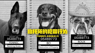 狗托所的犯罪行为‼️
