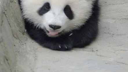 【Gấu trúc】Mày đang làm gì ở đây vậy? Chúng nó đã uống sữa trong chậu hết rồi, sao mày vẫn chưa đi?