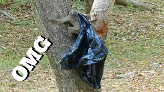 OMG What Monkey Do With Plastic Bag, Relaxing Time To Monkeys In Amber Group