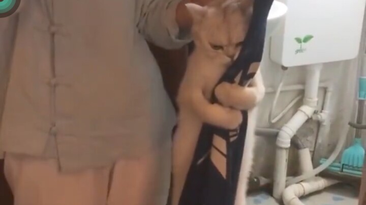 Cats don't like bathing... Ha ha
