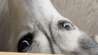 Sometimes I really can't figure out what a husky is thinking.