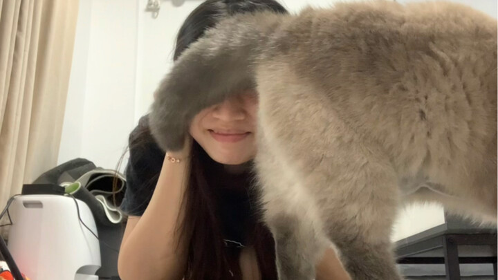 Mèo thích dụi vào người như vậy có bình thường không?!