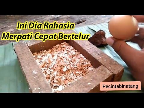 WOwww... BAHAN INI BISA MEMBUAT MERPATI BERTELUR| PECINTA BINTANG