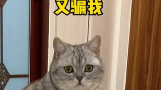 This egg hatched by a cat cost 800 yuan each, but it was almost made into a facial mask...