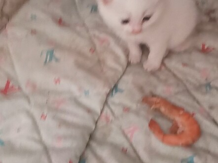 خلال أقل من شهر، سيتحول هاكيمي إلى شكل الأكانتوصور الشائك!