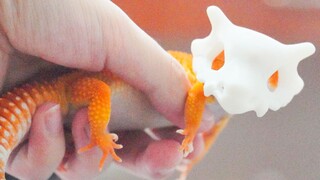 [Động vật]Pokemon Cubone ngoài đời thật