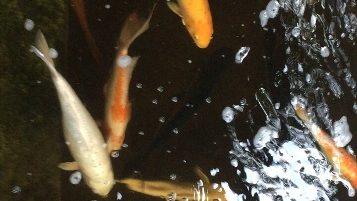 Big Koi’s swimming  💕