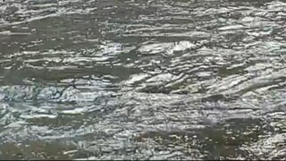 Cast Net Fishing in Nepal | Himalayan Trout Fishing in Nepal with Handmade Cast Net |