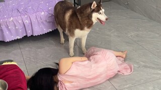 كيف يتصرف الكلب عندما يرى سيدته الحامل مغمى عليها؟