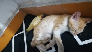 [Kucing Oranye]Karpet Baru untuk Duoduo