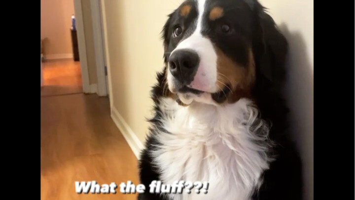 Nếu thở hổn hển trước mặt chó thì sao..?