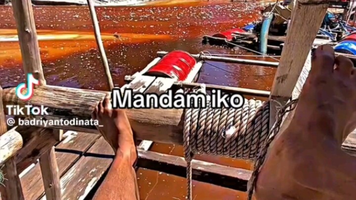 ela ela ih le
