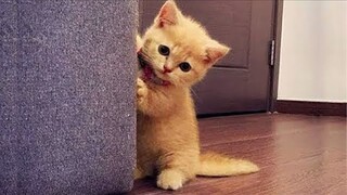 Baby Cats - Cute and Funny Cat Videos _ Cute Cats