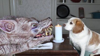 Zombie Dog Prank กลายเป็นเรื่องรัก ๆ ใคร่ ๆ กับ Cute Dog Penny