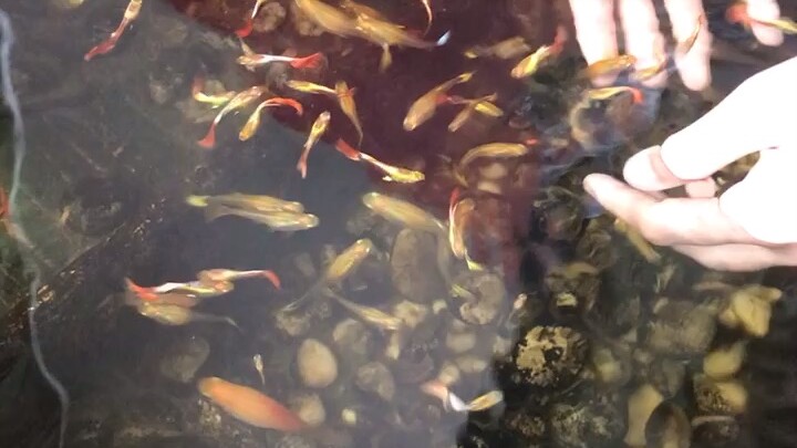 ปลาน้อย