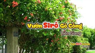 Khám phá vườn Sirô đang hot ở Gò Công - Tiền Giang