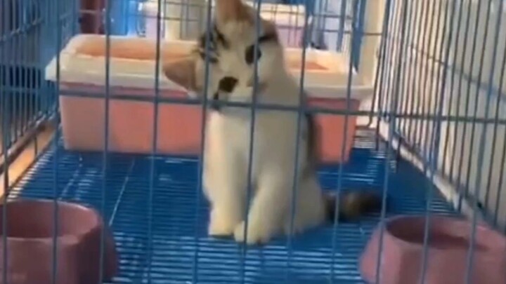 “Mèo con lúc nào cũng có thể xoa dịu nỗi buồn của tôi”