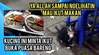 Subhanallah Kucing Ini Minta Makan Dan Pengen Buka Puasa Bareng..!