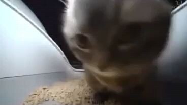 จิปปีจับปา