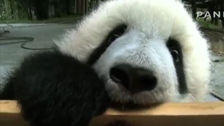 [Animals]A panda playing with a wooden chair