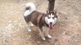 Ketika Majikan Berpura-pura Meninggalkan Husky