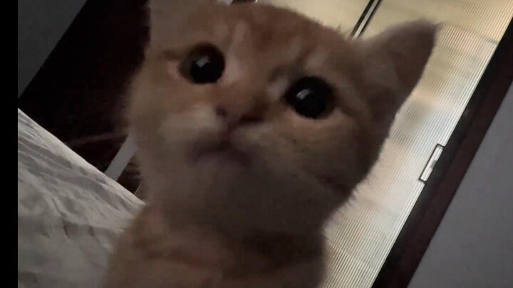 Bão Bão, cậu chính là một chiếc động cơ gầm rú đó!