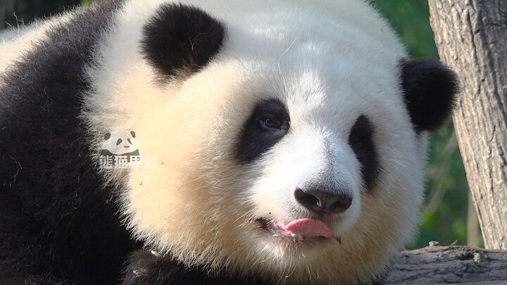 Grandpa Tan: Bie Xiong uses the water pipe to biu, Hua Hua uses a handkerchief to wipe it~~