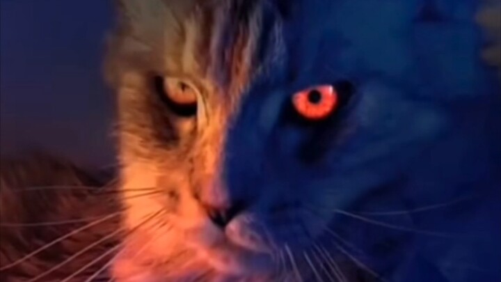 Mèo đẹp thì muôn vàn, mèo Maine Coon chiếm một nửa!